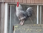 Gijs